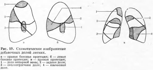 добавочные доли легких